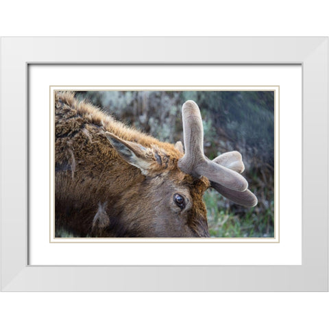 Bull Elk with Velvet on Antlers, Yellowstone National Park White Modern Wood Framed Art Print with Double Matting by Herbert, Neal