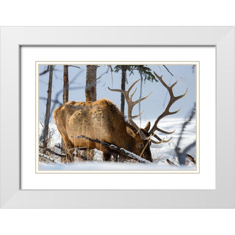 Bull Elk, Blacktail Deer Plateau, Yellowstone National Park White Modern Wood Framed Art Print with Double Matting by The Yellowstone Collection