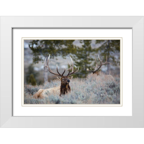 Bull Elk, Blacktail Deer Plateau, Yellowstone National Park White Modern Wood Framed Art Print with Double Matting by The Yellowstone Collection
