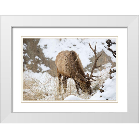 Bull Elk, Gardner River, Yellowstone National Park White Modern Wood Framed Art Print with Double Matting by The Yellowstone Collection