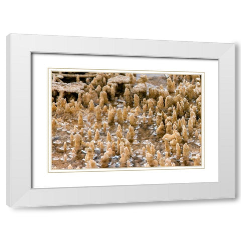 Calcium Carbonate Formations, Mammoth Hot Springs, Yellowstone National Park White Modern Wood Framed Art Print with Double Matting by Renkin, Diane