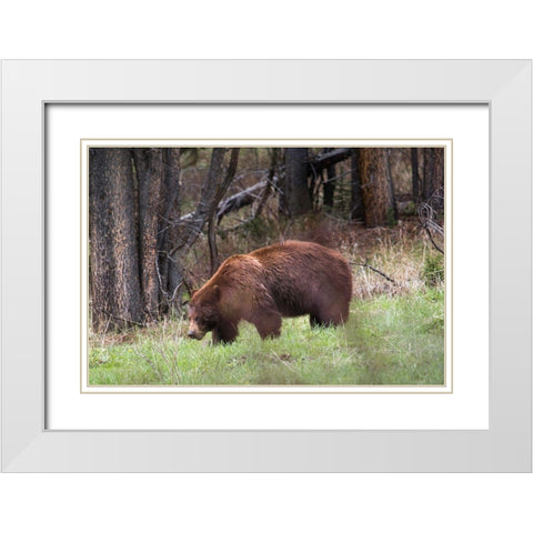 Cinnamon Black Bear Soda Butte Creek, Yellowstone National Park White Modern Wood Framed Art Print with Double Matting by Herbert, Neal