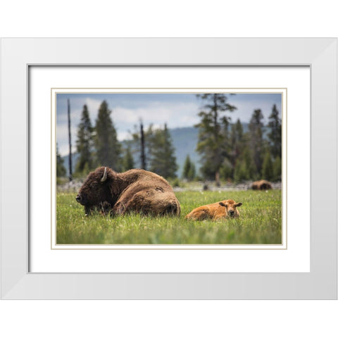 Cow and Calf Bison, Fountain Flat Drive, Yellowstone National Park White Modern Wood Framed Art Print with Double Matting by The Yellowstone Collection
