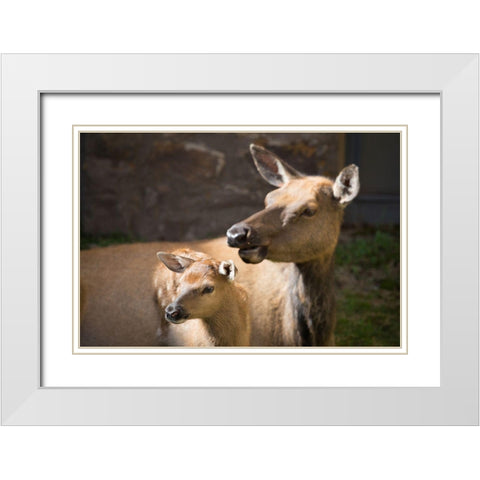 Cow and Calf Elk, Yellowstone National Park White Modern Wood Framed Art Print with Double Matting by Herbert, Neal