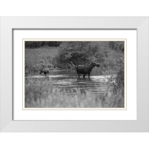 Cow and Calf Moose, Gallatin River, Yellowstone National Park White Modern Wood Framed Art Print with Double Matting by The Yellowstone Collection