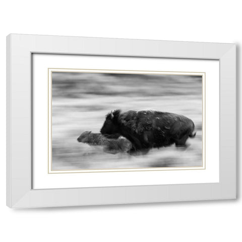 Bison Cow and Calf in Lamar Valley, Yellowstone National Park White Modern Wood Framed Art Print with Double Matting by The Yellowstone Collection