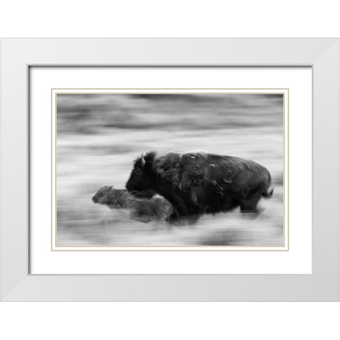 Bison Cow and Calf in Lamar Valley, Yellowstone National Park White Modern Wood Framed Art Print with Double Matting by The Yellowstone Collection
