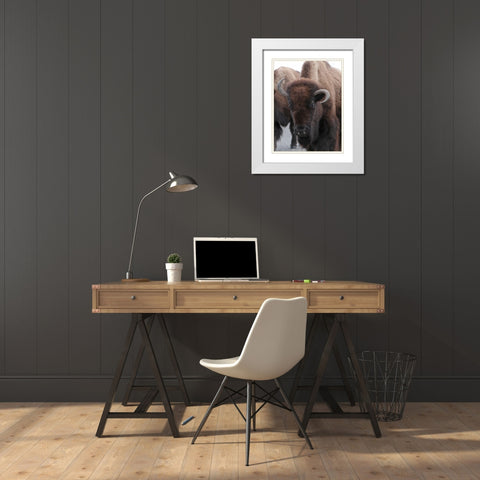 Cow Bison on Northeast Entrance Road, Yellowstone National Park White Modern Wood Framed Art Print with Double Matting by Peaco, Jim