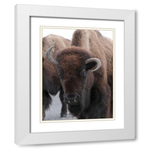 Cow Bison on Northeast Entrance Road, Yellowstone National Park White Modern Wood Framed Art Print with Double Matting by Peaco, Jim