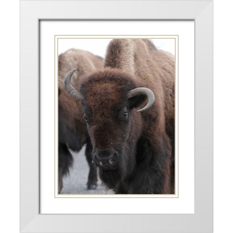Cow Bison on Northeast Entrance Road, Yellowstone National Park White Modern Wood Framed Art Print with Double Matting by Peaco, Jim