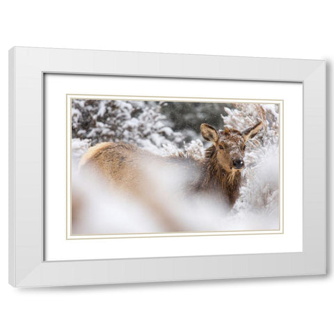 Cow Elk in Snow, Mammoth Hot Springs, Yellowstone National Park White Modern Wood Framed Art Print with Double Matting by The Yellowstone Collection