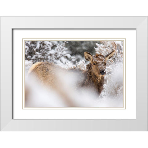 Cow Elk in Snow, Mammoth Hot Springs, Yellowstone National Park White Modern Wood Framed Art Print with Double Matting by The Yellowstone Collection