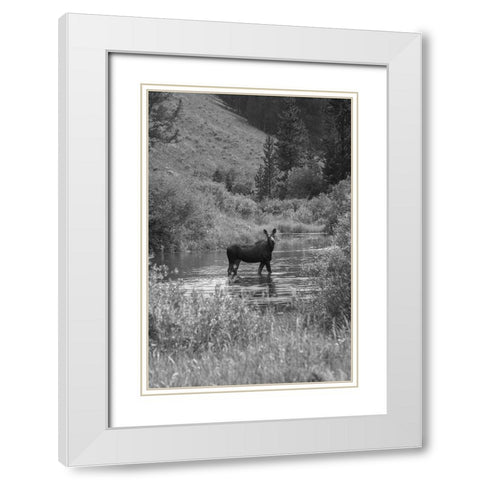 Cow Moose, Gallatin River, Yellowstone National Park White Modern Wood Framed Art Print with Double Matting by The Yellowstone Collection