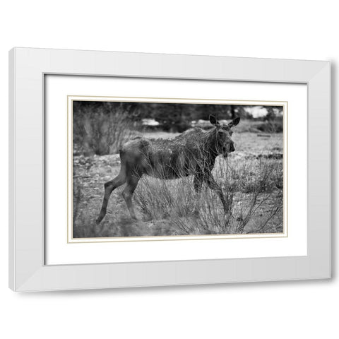 Cow Moose, Soda Butte Creek, Yellowstone National Park White Modern Wood Framed Art Print with Double Matting by The Yellowstone Collection