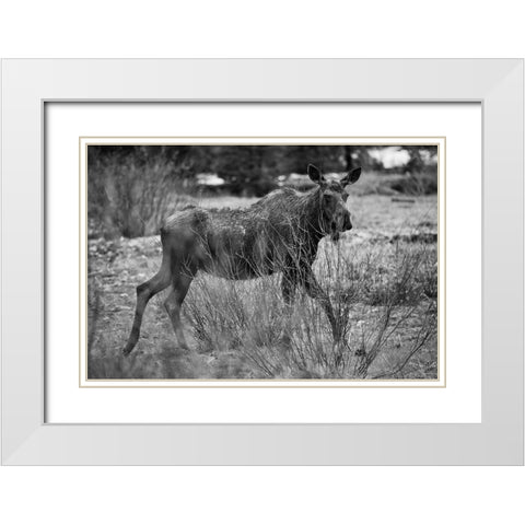 Cow Moose, Soda Butte Creek, Yellowstone National Park White Modern Wood Framed Art Print with Double Matting by The Yellowstone Collection