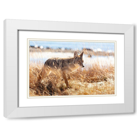 Coyote at Yellowstone Lake, Yellowstone National Park White Modern Wood Framed Art Print with Double Matting by The Yellowstone Collection