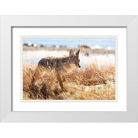 Coyote at Yellowstone Lake, Yellowstone National Park White Modern Wood Framed Art Print with Double Matting by The Yellowstone Collection