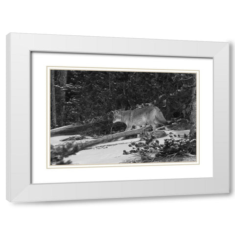 Coyote near Canyon, Yellowstone National Park White Modern Wood Framed Art Print with Double Matting by Peaco, Jim