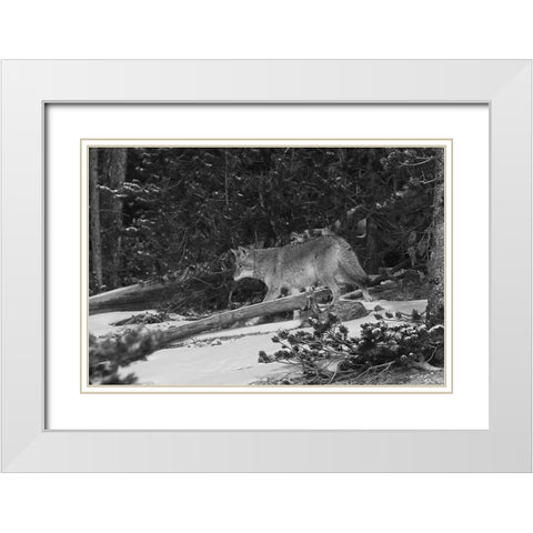 Coyote near Canyon, Yellowstone National Park White Modern Wood Framed Art Print with Double Matting by Peaco, Jim