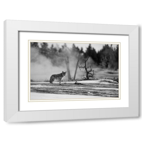 Coyote standing near Biscuit Basin, Yellowstone National Park White Modern Wood Framed Art Print with Double Matting by The Yellowstone Collection