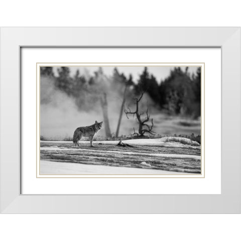 Coyote standing near Biscuit Basin, Yellowstone National Park White Modern Wood Framed Art Print with Double Matting by The Yellowstone Collection