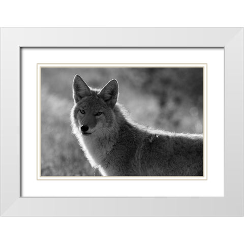 Coyote, Upper Geyser Basin, Yellowstone National Park White Modern Wood Framed Art Print with Double Matting by The Yellowstone Collection