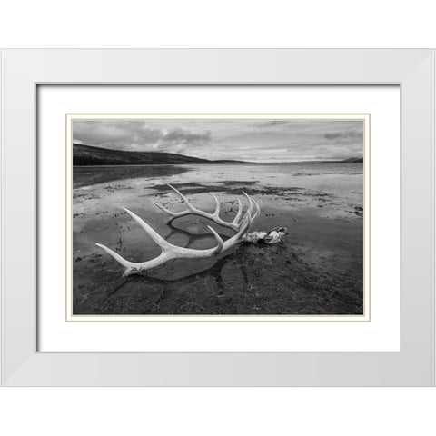 Elk Antlers, Yellowstone Lake, Yellowstone National Park White Modern Wood Framed Art Print with Double Matting by The Yellowstone Collection