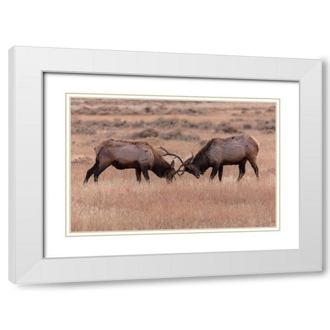 Elk Sparring, Yellowstone National Park White Modern Wood Framed Art Print with Double Matting by The Yellowstone Collection