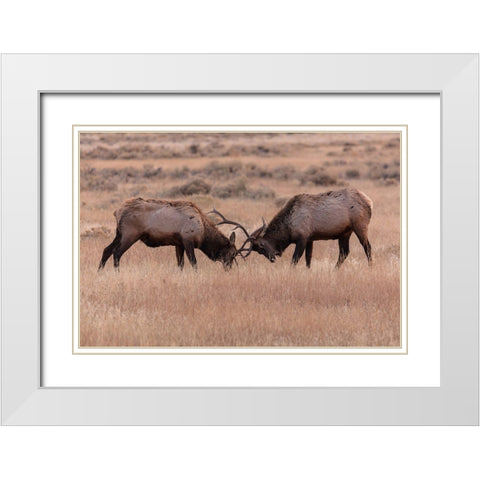 Elk Sparring, Yellowstone National Park White Modern Wood Framed Art Print with Double Matting by The Yellowstone Collection
