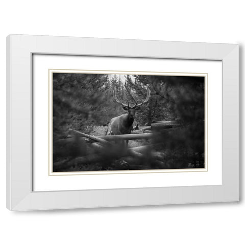 Elk, Sepulcher Mountain Trail, Yellowstone National Park White Modern Wood Framed Art Print with Double Matting by The Yellowstone Collection