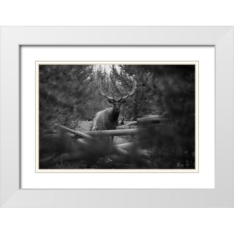 Elk, Sepulcher Mountain Trail, Yellowstone National Park White Modern Wood Framed Art Print with Double Matting by The Yellowstone Collection