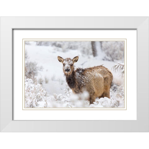 Female Elk in Snow, Mammoth Hot Springs, Yellowstone National Park White Modern Wood Framed Art Print with Double Matting by The Yellowstone Collection