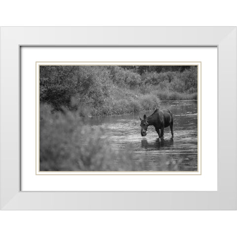 Female Moose, Gallatin River, Yellowstone National Park White Modern Wood Framed Art Print with Double Matting by The Yellowstone Collection