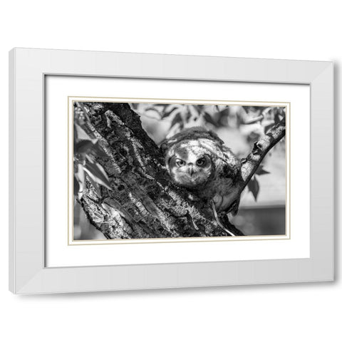 Fledged Great Horned Owl Chick, Yellowstone National Park White Modern Wood Framed Art Print with Double Matting by Frank, Jacob W.