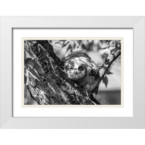 Fledged Great Horned Owl Chick, Yellowstone National Park White Modern Wood Framed Art Print with Double Matting by Frank, Jacob W.