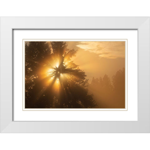 Foggy Sunrise, Blacktail Deer Plateau, Yellowstone National Park White Modern Wood Framed Art Print with Double Matting by The Yellowstone Collection