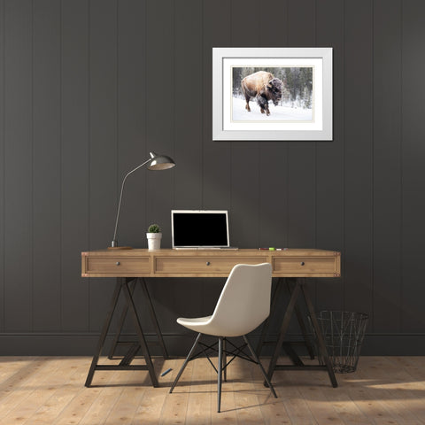 Frost-covered Bison near Frying Pan Spring, Yellowstone National Park White Modern Wood Framed Art Print with Double Matting by The Yellowstone Collection