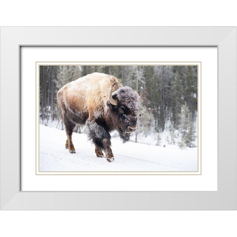 Frost-covered Bison near Frying Pan Spring, Yellowstone National Park White Modern Wood Framed Art Print with Double Matting by The Yellowstone Collection