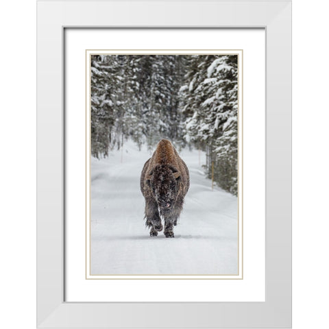 Frosty Bull Bison near Fishing Bridge, Yellowstone National Park White Modern Wood Framed Art Print with Double Matting by The Yellowstone Collection