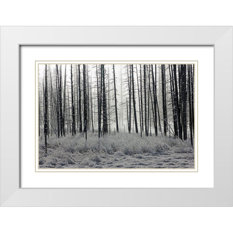 Frosty Morning in the Lower Geyser Basin, Yellowstone National Park White Modern Wood Framed Art Print with Double Matting by The Yellowstone Collection