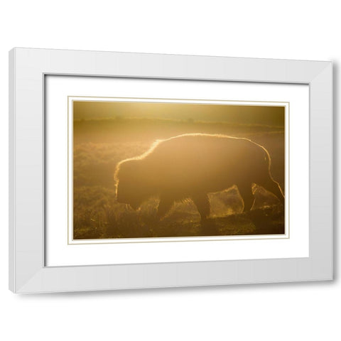 Golden hour in Lamar Valley, Yellowstone National Park White Modern Wood Framed Art Print with Double Matting by The Yellowstone Collection