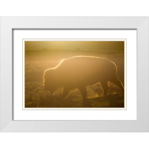Golden hour in Lamar Valley, Yellowstone National Park White Modern Wood Framed Art Print with Double Matting by The Yellowstone Collection