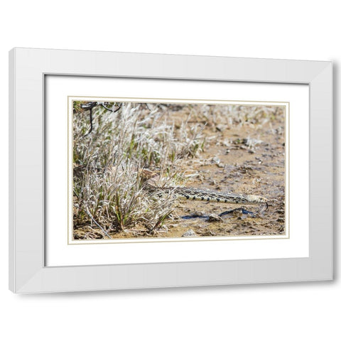 Gopher snake, Mammoth Hot Springs, Yellowstone National Park White Modern Wood Framed Art Print with Double Matting by The Yellowstone Collection