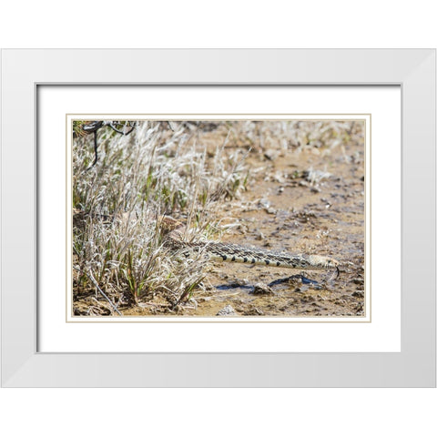 Gopher snake, Mammoth Hot Springs, Yellowstone National Park White Modern Wood Framed Art Print with Double Matting by The Yellowstone Collection
