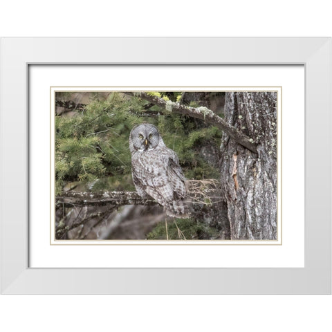 Great Gray Owl, Yellowstone National Park White Modern Wood Framed Art Print with Double Matting by Peaco, Jim