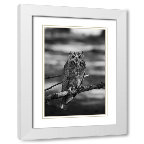 Great Horned Owl, Yellowstone National Park White Modern Wood Framed Art Print with Double Matting by Herbert, Neal