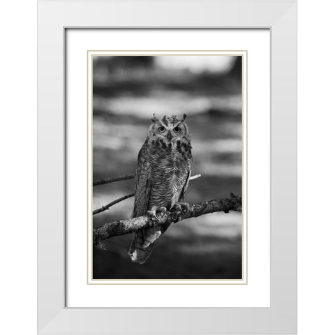 Great Horned Owl, Yellowstone National Park White Modern Wood Framed Art Print with Double Matting by Herbert, Neal