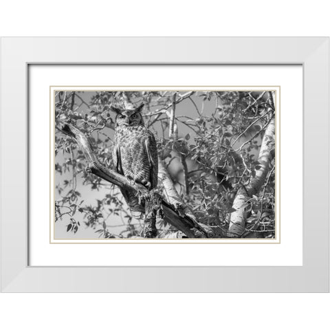 Great Horned Owl, Yellowstone National Park White Modern Wood Framed Art Print with Double Matting by Herbert, Neal