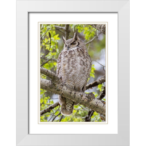 Great Horned Owl in Mammoth Hot Springs, Yellowstone National Park White Modern Wood Framed Art Print with Double Matting by Peaco, Jim