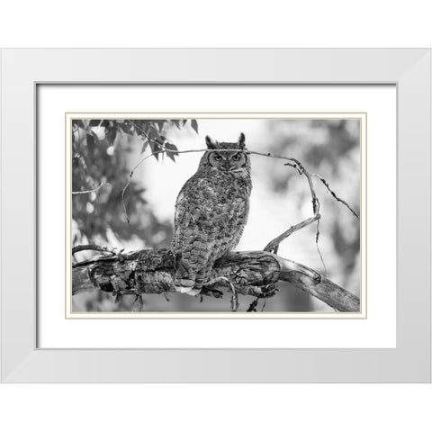 Great Horned Owl in Fort Yellowstone, Yellowstone National Park White Modern Wood Framed Art Print with Double Matting by The Yellowstone Collection